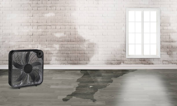 Best Carpet water damage restoration  in Wind Gap, PA